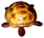 Dorty zvířátka – dort želva z12